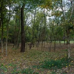 Il Bosco del Parco di Villa Meli Lupi