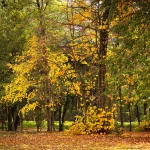 Il Bosco del Parco di Villa Meli Lupi