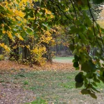 Il Bosco del Parco di Villa Meli Lupi