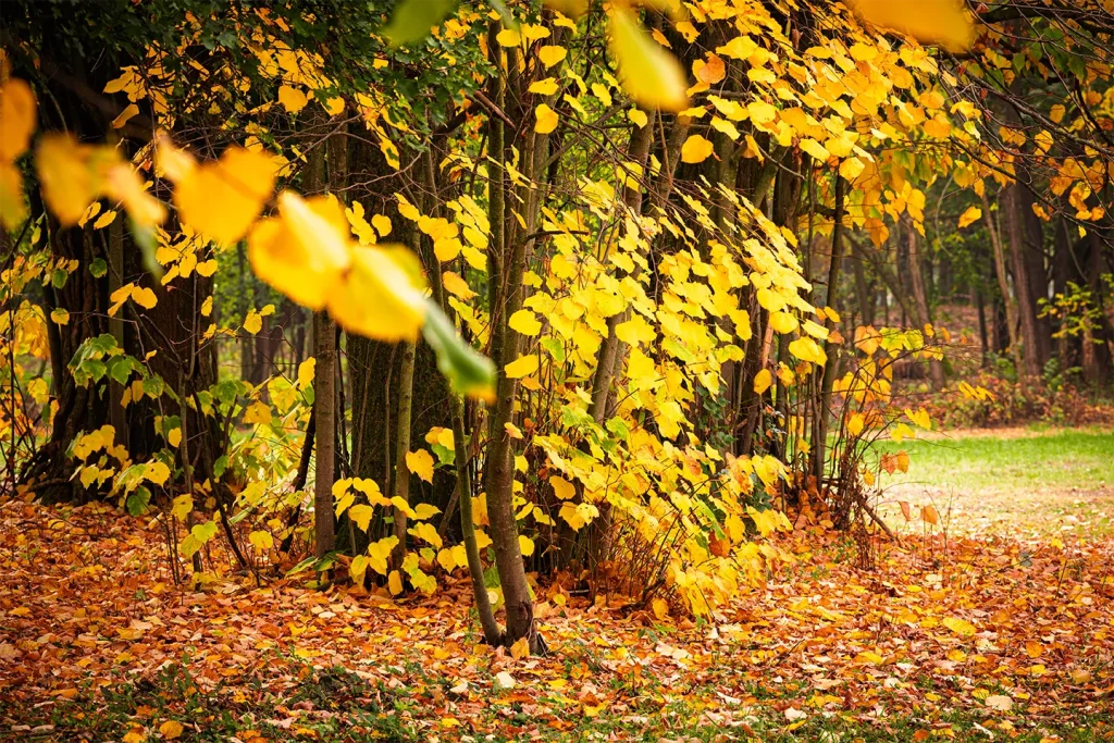 Il Bosco del Parco di Villa Meli Lupi