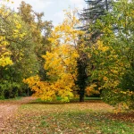 Il Bosco del Parco di Villa Meli Lupi