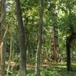 Il Bosco del Parco di Villa Meli Lupi