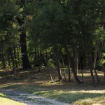 Il Bosco del Parco di Villa Meli Lupi