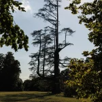 Grande Cedro del Libano del Parco di Villa Meli Lupi