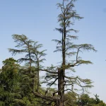 Grande Cedro del Libano del Parco di Villa Meli Lupi