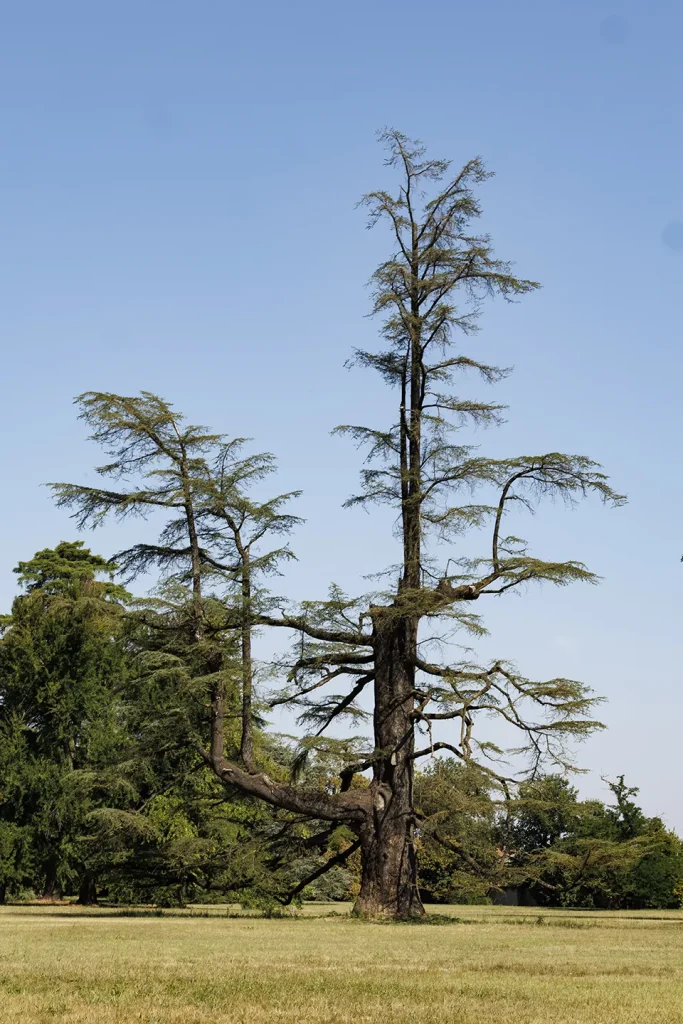 Grande Cedro del Libano del Parco di Villa Meli Lupi