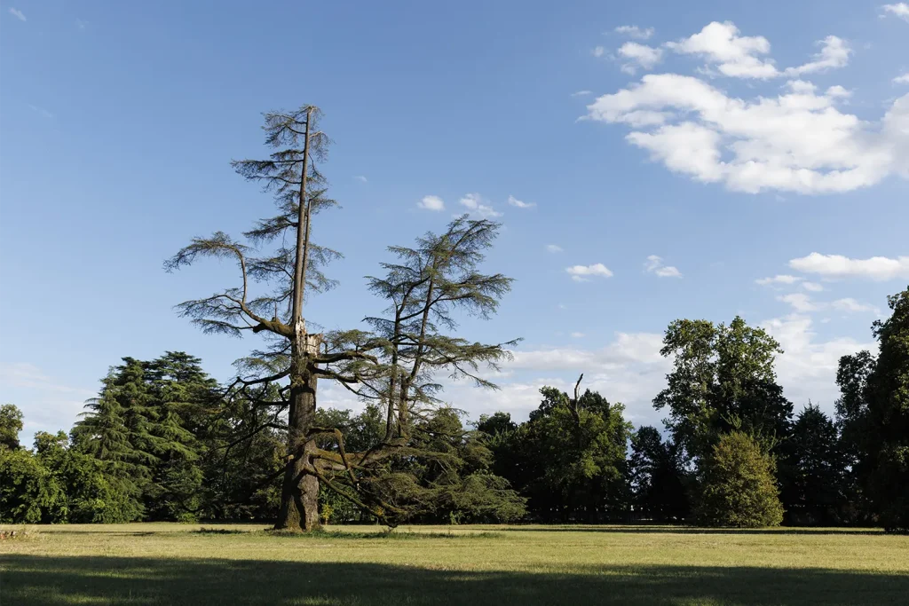 Grande Cedro del Libano del Parco di Villa Meli Lupi