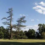 Grande Cedro del Libano del Parco di Villa Meli Lupi