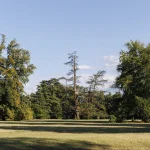 Grande Cedro del Libano del Parco di Villa Meli Lupi