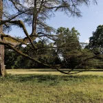 Grande Cedro del Libano del Parco di Villa Meli Lupi