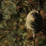 Grande Cedro del Libano del Parco di Villa Meli Lupi