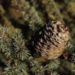 Grande Cedro del Libano del Parco di Villa Meli Lupi