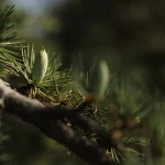 Grande Cedro del Libano del Parco di Villa Meli Lupi