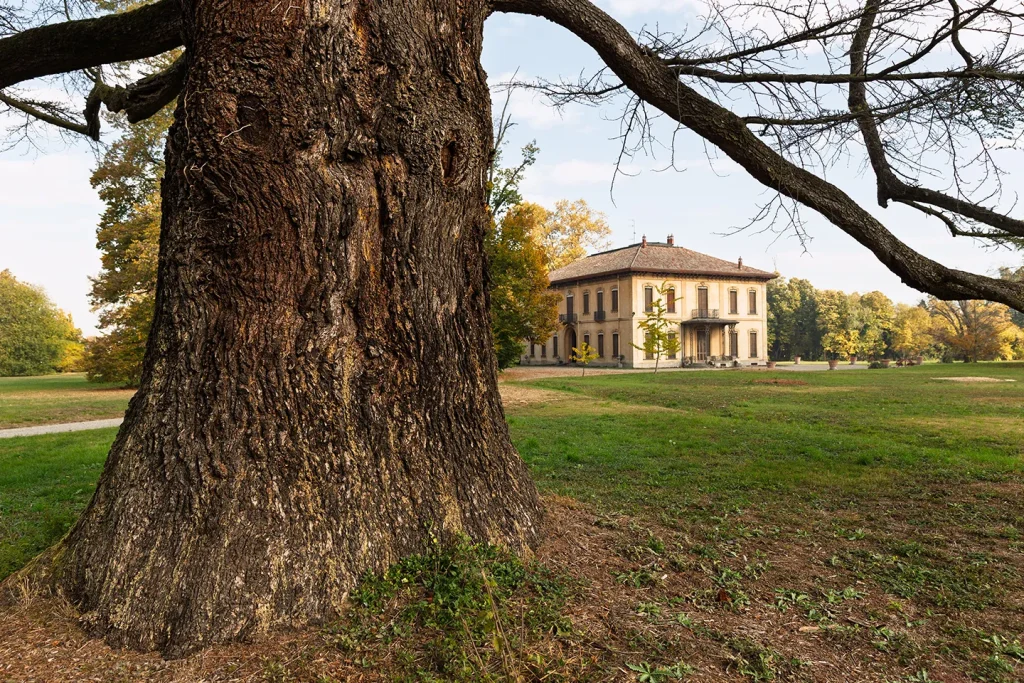 Grande Cedro del Libano del Parco di Villa Meli Lupi