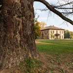 Grande Cedro del Libano del Parco di Villa Meli Lupi