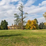 Grande Cedro del Libano del Parco di Villa Meli Lupi