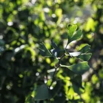 Villa Meli Lupi di Soragna Tarasconi