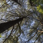Villa Meli Lupi di Soragna Tarasconi