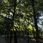 Villa Meli Lupi di Soragna Tarasconi