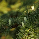 Villa Meli Lupi di Soragna Tarasconi