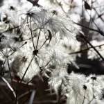 Villa Meli Lupi di Soragna Tarasconi