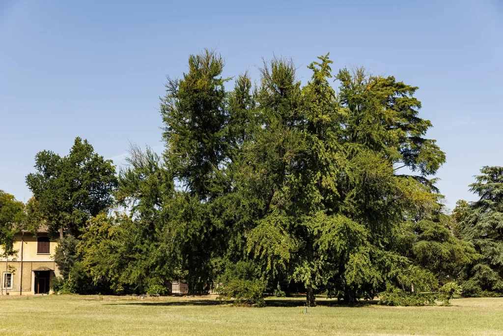 Il gruppo di Ginkgo biloba nel Parco Romantico della Villa Meli Lupi
