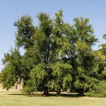 Il gruppo di Ginkgo biloba nel Parco Romantico della Villa Meli Lupi