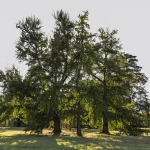Il gruppo di Ginkgo biloba nel Parco Romantico della Villa Meli Lupi
