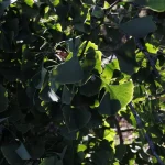 Il gruppo di Ginkgo biloba nel Parco Romantico della Villa Meli Lupi