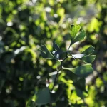 Il gruppo di Ginkgo biloba nel Parco Romantico della Villa Meli Lupi