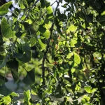 Il gruppo di Ginkgo biloba nel Parco Romantico della Villa Meli Lupi