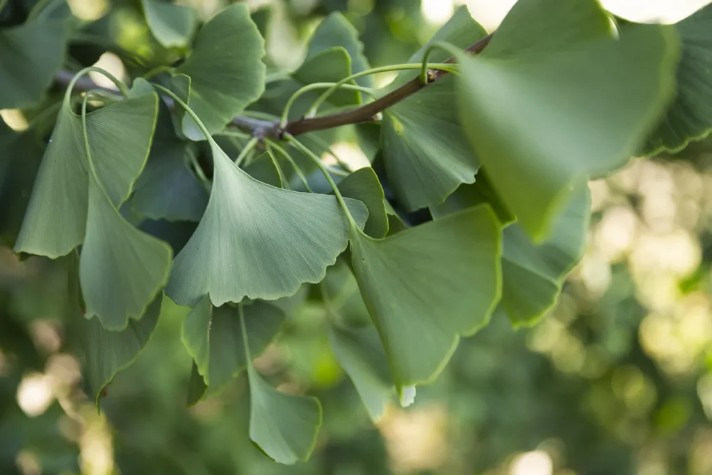 Il gruppo di Ginkgo biloba nel Parco Romantico della Villa Meli Lupi