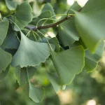 Il gruppo di Ginkgo biloba nel Parco Romantico della Villa Meli Lupi