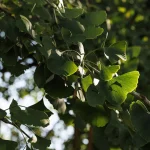 Il gruppo di Ginkgo biloba nel Parco Romantico della Villa Meli Lupi