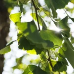 Il gruppo di Ginkgo biloba nel Parco Romantico della Villa Meli Lupi