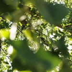 Il gruppo di Ginkgo biloba nel Parco Romantico della Villa Meli Lupi