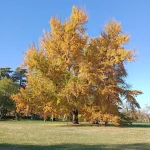 Il gruppo di Ginkgo biloba nel Parco Romantico della Villa Meli Lupi