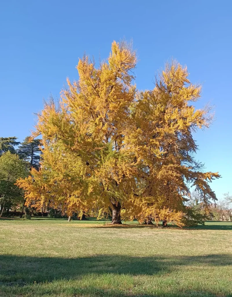 Il gruppo di Ginkgo biloba nel Parco Romantico della Villa Meli Lupi