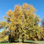 Il gruppo di Ginkgo biloba nel Parco Romantico della Villa Meli Lupi