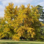 Il gruppo di Ginkgo biloba nel Parco Romantico della Villa Meli Lupi
