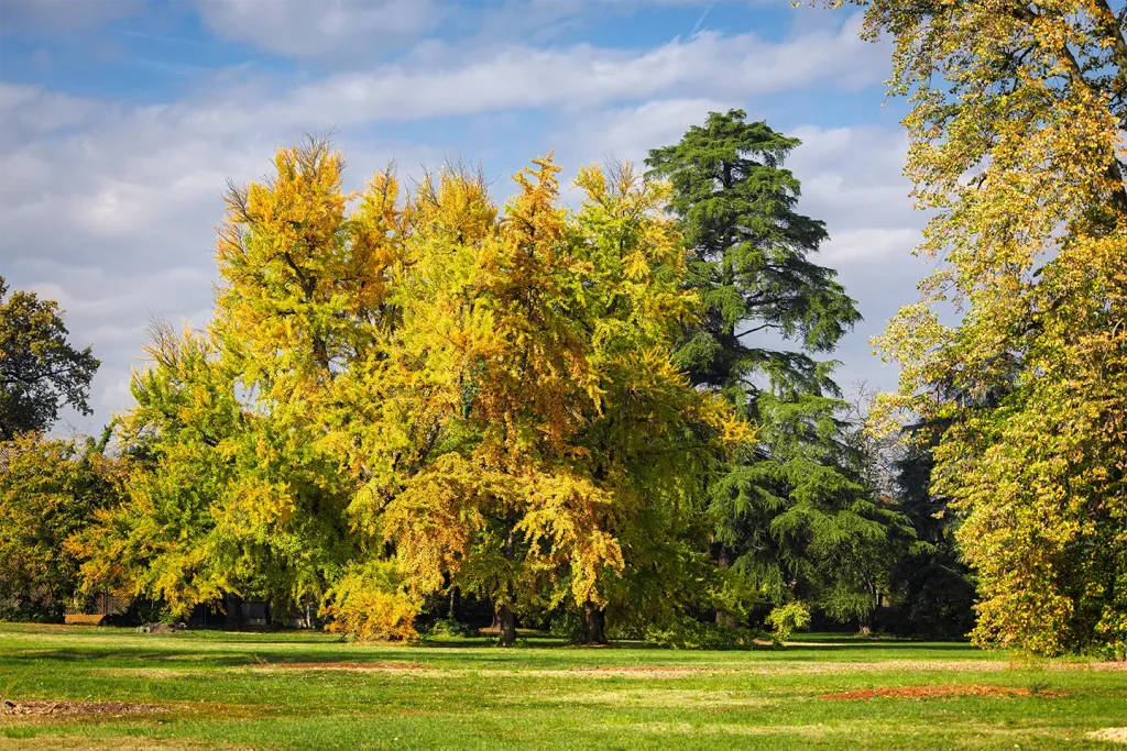 Il gruppo di Ginkgo biloba nel Parco Romantico della Villa Meli Lupi