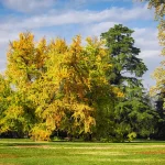 Il gruppo di Ginkgo biloba nel Parco Romantico della Villa Meli Lupi