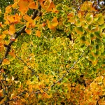 Il gruppo di Ginkgo biloba nel Parco Romantico della Villa Meli Lupi