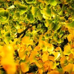 Il gruppo di Ginkgo biloba nel Parco Romantico della Villa Meli Lupi