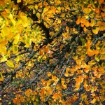 Il gruppo di Ginkgo biloba