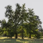 storia del Parco romantico di Villa Meli Lupi