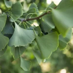 storia del Parco romantico di Villa Meli Lupi