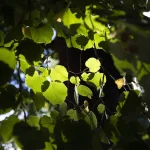 storia del Parco romantico di Villa Meli Lupi