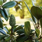 storia del Parco romantico di Villa Meli Lupi