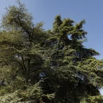 storia del Parco romantico di Villa Meli Lupi